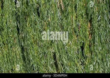 Willow branch texture. Weeping willow with lush green leaves. Texture made from natural green tsuvet leaves. Stock Photo