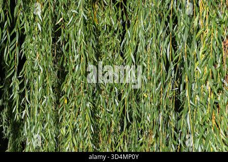 Willow branch texture. Weeping willow with lush green leaves. Texture made from natural green tsuvet leaves. Stock Photo