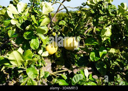 Close-up of pomelos hanging on tree in mandarin farm. Pomelo trees with ripening pomelos in the garden in Italy. Cultivating pomelo trees in garden. Stock Photo