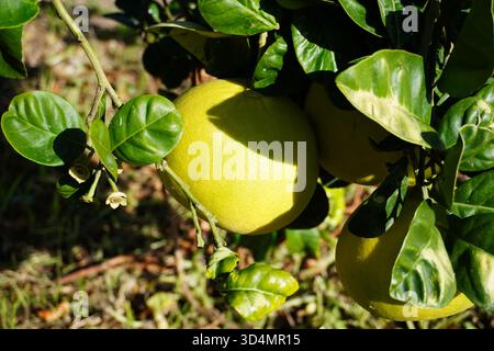 Close-up of pomelos hanging on tree in mandarin farm. Pomelo trees with ripening pomelos in the garden in Italy. Cultivating pomelo trees in garden. Stock Photo
