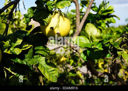 Close-up of pomelos hanging on tree in mandarin farm. Pomelo trees with ripening pomelos in the garden in Italy. Cultivating pomelo trees in garden. Stock Photo