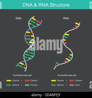 This diagram shows the fundamental differences between the structures of DNA and RNA. Stock Vector