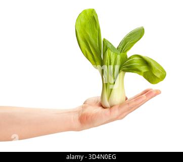 bok choy cabbage in hand path isolated on white Stock Photo
