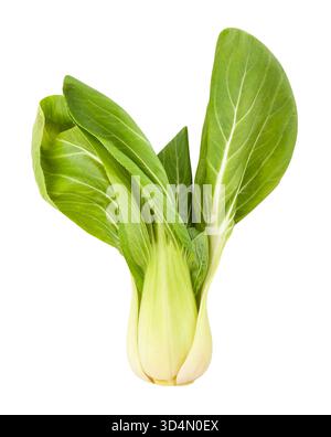 bok choy cabbage path isolated on white Stock Photo