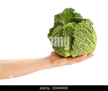 savoy cabbage in hand path isolated on white Stock Photo