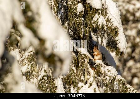 Cute and curious red squirrel, Sciurus vulgaris, sitting on a snowy spruce branch on a cold winter day in Finnish nature Stock Photo