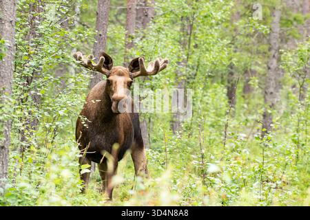 Big wild male mammal, an elk, Alces alces standing in the forest in Finnish wilderness Stock Photo