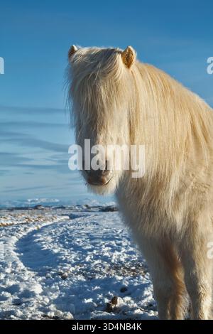 Head Of A White Icelandic Pony With Shaggy Coat And Mane Facing The Camera Standing In Snow In A Field In Winter, Iceland Stock Photo