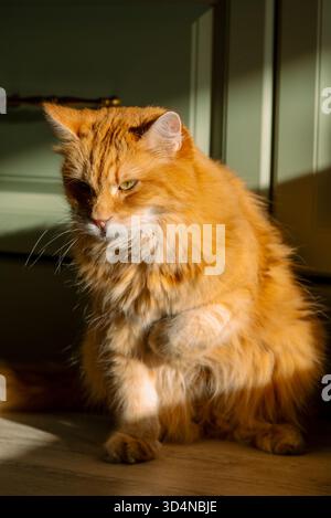 Ginger domestic long-haired cat showing visible signs of discomfort, holding up its front paw as if injured or sore, sitting patiently on a wooden floor in a beam of warm afternoon sunlight Stock Photo