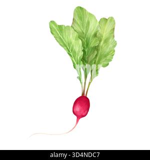 Hand-drawn radish with leaves, vegetable illustration. Stock Photo