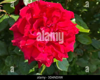 Gorgeous red rose flower in garden Stock Photo