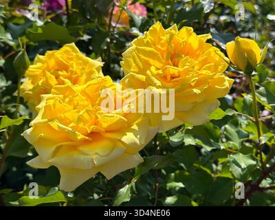 Yellow rose flowers in summer garden Stock Photo