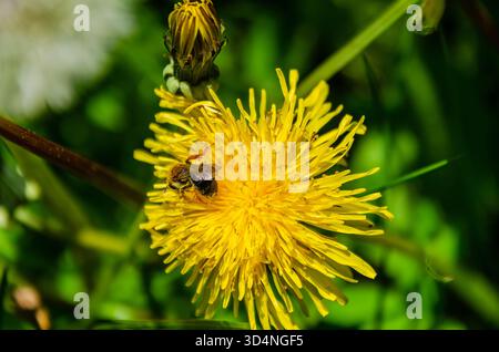 Bee collecting pollen on bright yellow dandelion in vibrant spring sunlight. Close-up macro of bee covered in pollen on blooming dandelion, lively Stock Photo