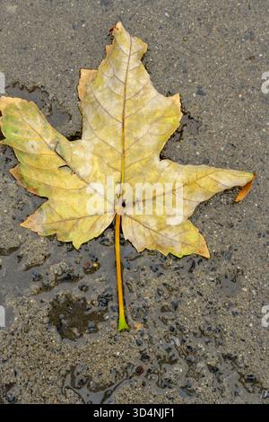 Single Yellow Maple Leaf on Wet Asphalt, Autumn Leaf Detail Lying on Gray Concrete, Seasonal Change: Yellow Fall Leaf After Rain, Close-up of a Sycamo Stock Photo