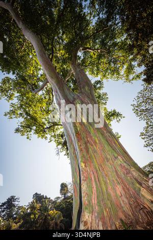 this stunning rainbow tree today only grows naturally in Asia, it would appear. Its colourful and thin bark conjures up the most amazing colours. Stock Photo