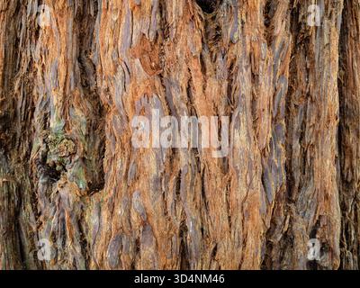 bark of sequoia sempervirens tree in Batumi Botanical Garden, Georgia on overcast summer day Stock Photo