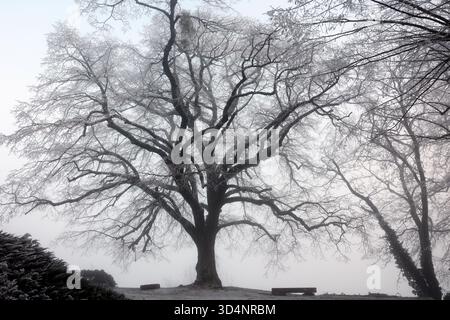 Silhouette of tree branches in winter in fog. Cold weather concept. Stock Photo