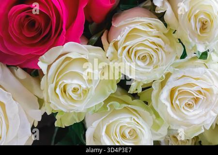 A close-up of blooming white and red roses forming a graceful bouquet. The soft petals, natural tones, and gentle light evoke feelings of love, celebr Stock Photo