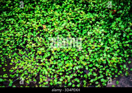 This lush ground cover creates a beautiful and textured natural pattern, perfect for backgrounds and textures Stock Photo