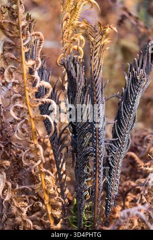 Shuttlecock fern, Winter, Matteuccia struthiopteris Stock Photo