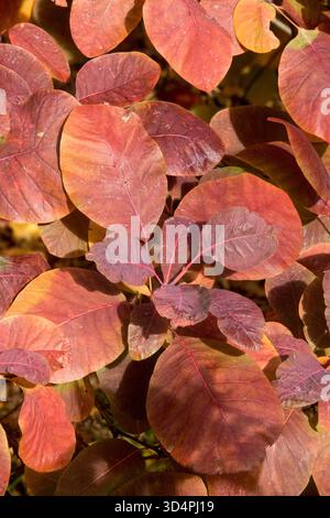 Vibrant red and orange autumn foliage of a smokebush, Cotinus coggygria in a sunny garden, October Stock Photo