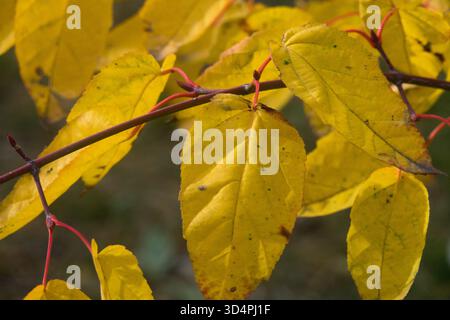 David's Maple yellow leaves in autumn Acer davidii "Serpentine" Stock Photo