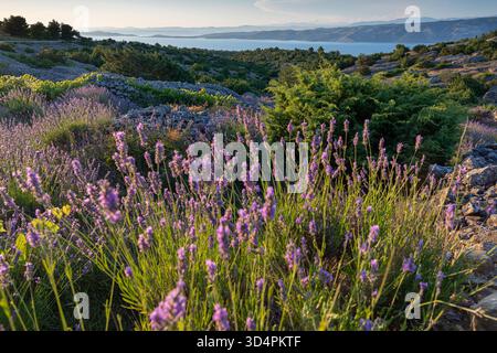 Lavender field close up, island Hvar Stock Photo