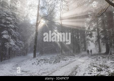 Sun rays forest in winter, Sljeme Stock Photo