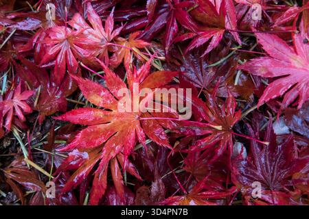 Acer palmatum "Trompenburg" Maple Leaves fallen wet red Texture Leaves Autumn Pattern Stock Photo