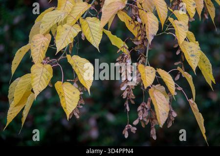 Yellow autumn leaves and winged seeds of a snakebark maple, Acer davidii subsp. grosseri in October. Stock Photo