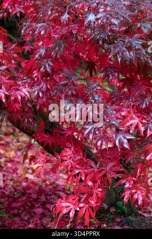 Intricate pattern of wet red and burgundy autumn leaves on a Japanese maple, Acer palmatum in a rainy garden, October. Stock Photo