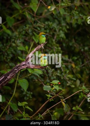 two bee eaters sitting on perches in Sri Lanka. These sociable birds don't stay long in one place. Stock Photo