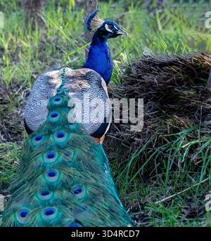 Colorful peacock displaying vibrant feathers and majestic plumage in natural light showing exotic wildlife beauty and brilliant blue and green colors Stock Photo