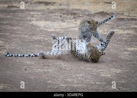 Female African Leopard and cub, Panthera pardus, Mashatu Game Reserve, Botswana Stock Photo