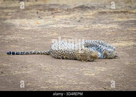 Female African Leopard and cub, Panthera pardus, Mashatu Game Reserve, Botswana Stock Photo