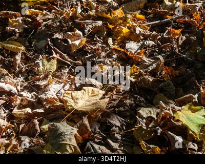 Leaves on forest floor,Quebec,Canada Stock Photo