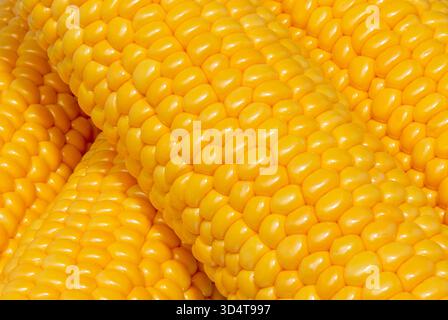 Maize cob or corn cob close up. Corn kernels on cob. Macro shot. Stock Photo