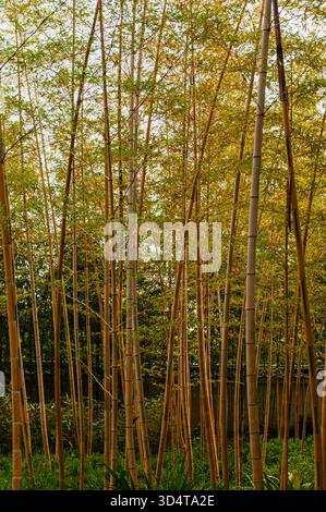 Tall bamboo forest with dense green stalks creating a peaceful and natural vertical landscape. Stock Photo