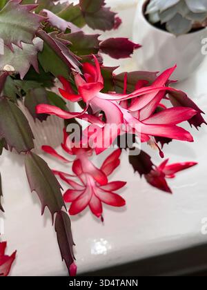 Close-up of a blooming Christmas cactus (Schlumbergera) with vibrant pink flowers placed by a window indoors, natural daylight. Stock Photo