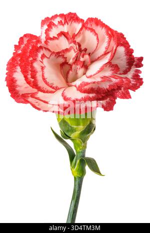 Red and white carnation flower isolated on white background Stock Photo