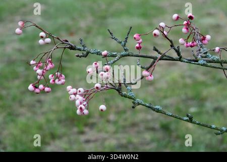 Sorbus "Pearly King" fruits on branches in autumn, Rowan branch Stock Photo