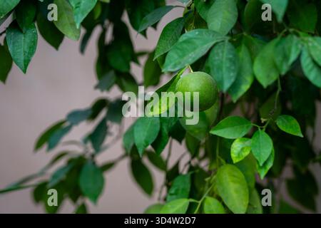 Green unripe citrus fruit hanging on the tree. Green tree background. Unripe and green oranges hanging on a branch in a riad of the Bahia palace. Stock Photo