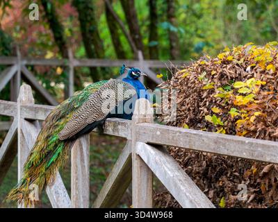 Beautiful peacock resting on a wooden fence in an autumn garden. Its vibrant feathers contrast with the warm tones of the surrounding foliage. Stock Photo