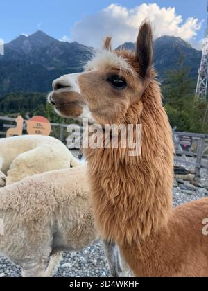 A close-up portrait of a charming brown and white alpaca with expressive dark eyes and a fluffy mane. Other alpacas rest nearby in a fenced enclosure Stock Photo