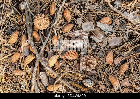 Cones lie on the ground with dried pine needles. Stock Photo