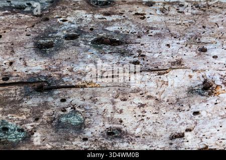 The texture of an old, dry tree without bark, gnawed by a bark beetle Stock Photo
