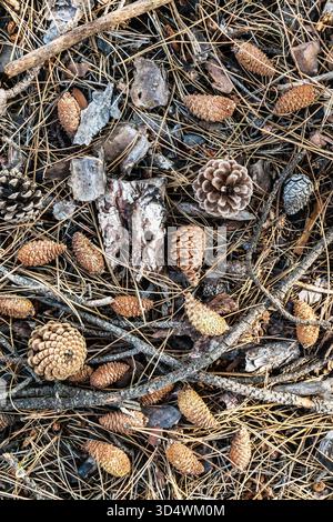 Cones lie on the ground with dried pine needles. Stock Photo