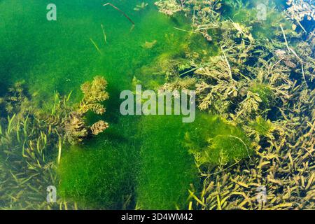 Surface of green swampy water with algae Stock Photo