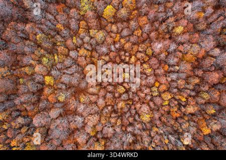 Aerial view of a dense forest canopy displaying a mosaic of autumnal hues, from fiery oranges to muted browns, Blidinje, Federation of Bosnia and Herz Stock Photo