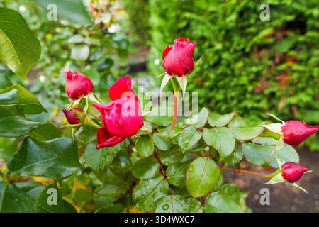 Close-up of red rosebuds with water droplets on green leaves in a garden. Stock Photo